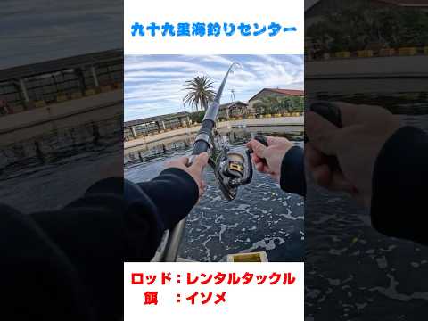 【海上釣堀】九十九里海釣りセンターで青物？？？右ハンドルしんどすぎるｗｗ #九十九里海釣りセンター #海釣り #釣り