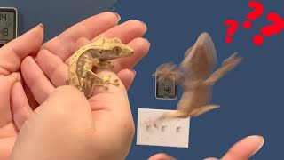 Handling and Taming A CRESTED GECKO!