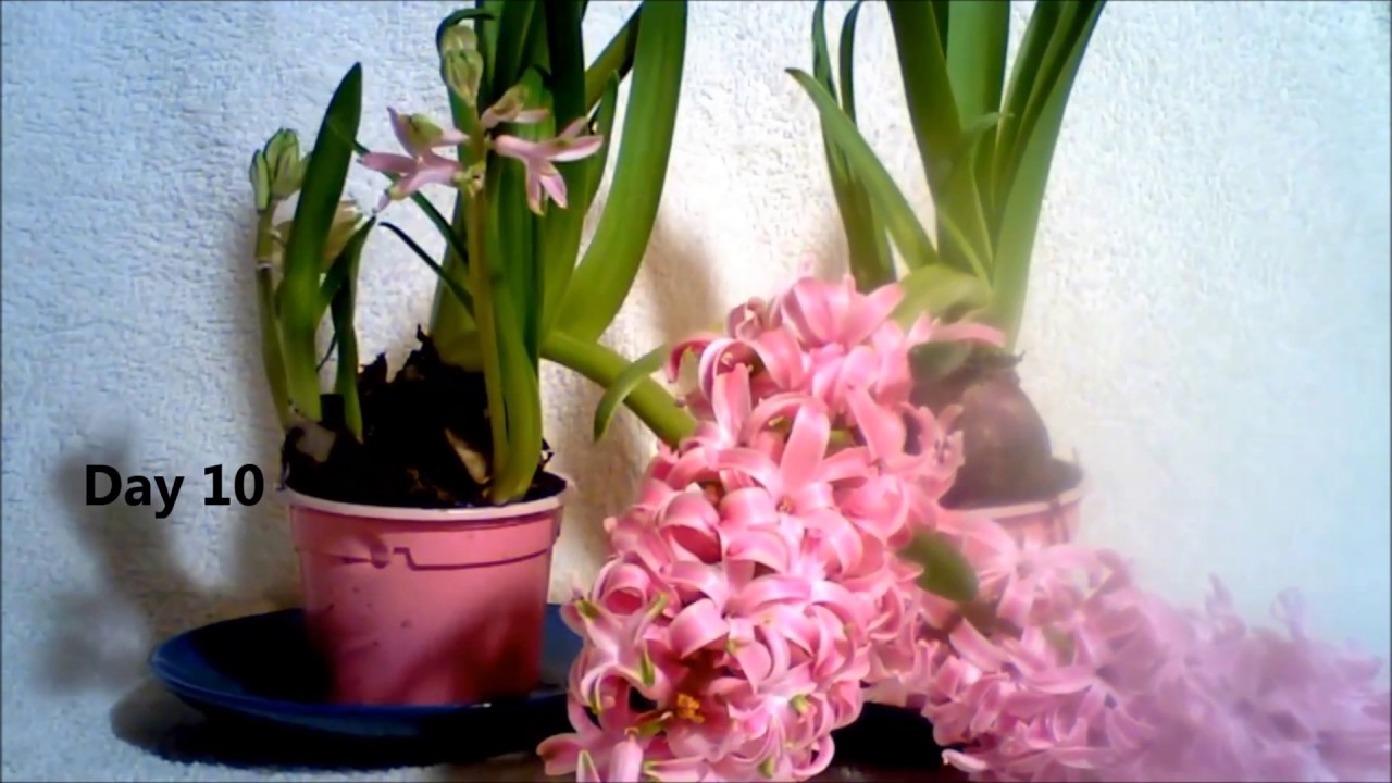 Hyasintti Garden hyacinth time lapse YouTube