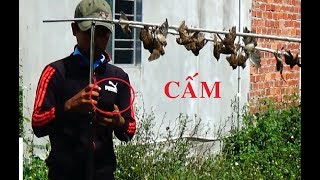 Dùng Tiếng Sẻ Mới 2018 Test Đàn Chim Cáo- Tuyên Đen lại Phải Gỡ Chim