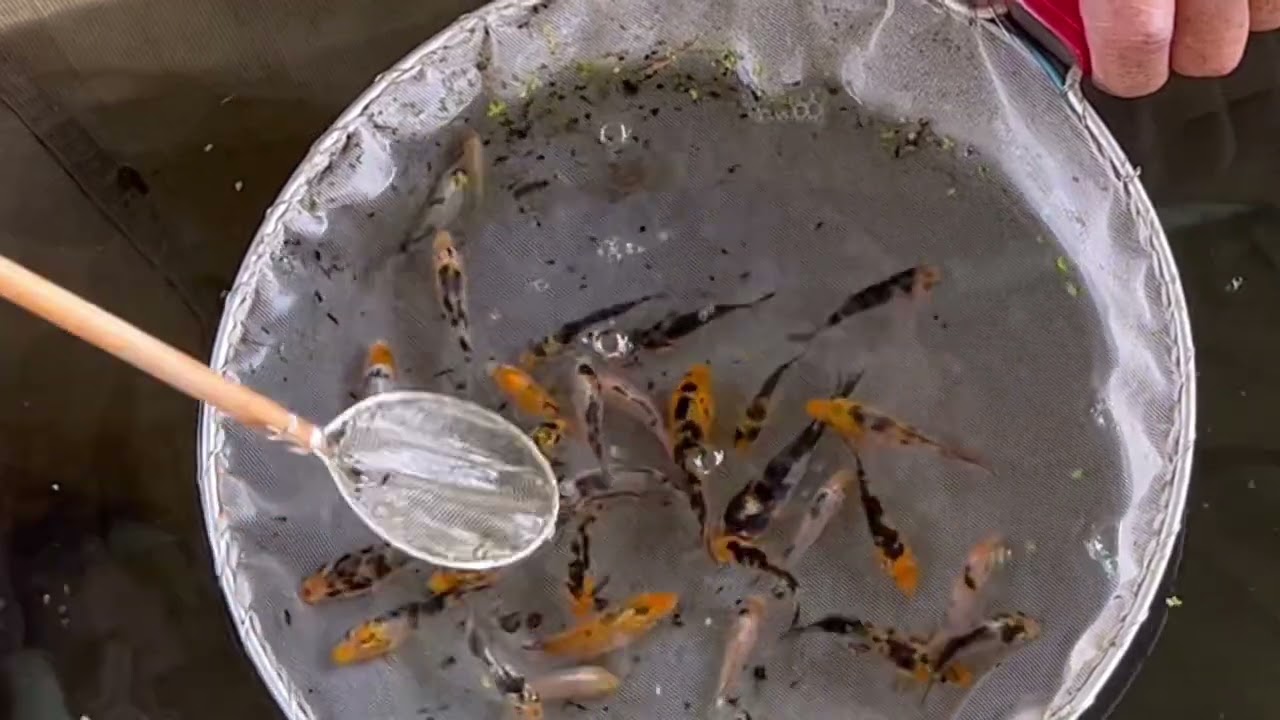 錦鯉稚魚選別 #錦鯉 #錦鯉アクアリウム #錦鯉選別