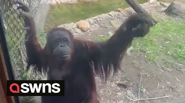 Hilarious video shows Orangutan using hand signals to ask a visitor to give her - some sweets | SWNS