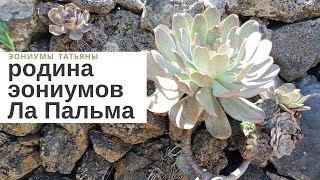 Родина эониумов: канарский остров Ла Пальма //  La Palma Island aeonium homeland