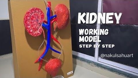 Kidney Working Model Using Cardboard | Easy biology Science Project for School nakulsahuart
