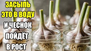 видео: ЗАСЫПЬ ЭТО В ВОДУ — И ЧЕСНОК ВЗОРВЁТСЯ РОСТОМ! ПРОСТОЙ СПОСОБ, КОТОРЫЙ УДИВИТ ВСЕХ! картинка: ЗАСЫПЬ ЭТО В ВОДУ — И ЧЕСНОК ВЗОРВЁТСЯ РОСТОМ! ПРОСТОЙ СПОСОБ, КОТОРЫЙ УДИВИТ ВСЕХ!