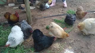 pekin bantam flock