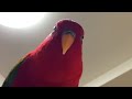 Red birb laughs as he stares into your soul