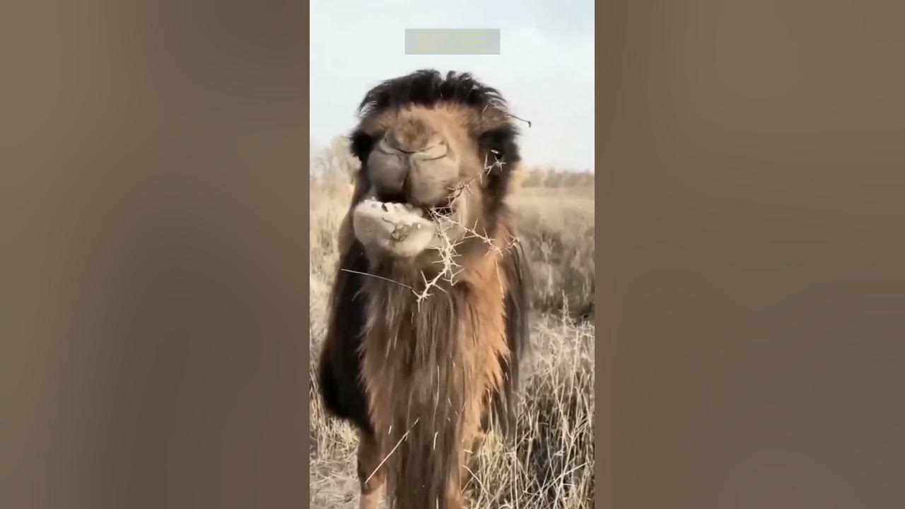 Camels Can Eat Thorny Plants So Easily ! 😮 - YouTube