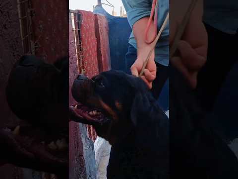 أجمل كلب روت وايلر في مصر كلاب الروت وايلر عصابة الكلاب و القطط 