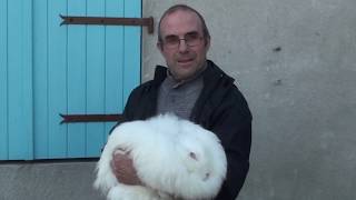 L'angora français, un élevage familial et artisanal