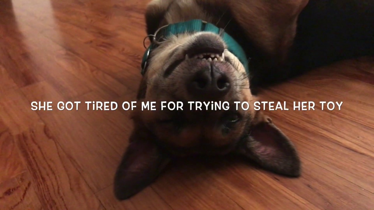 I Think My Dog Is Broken FUNNY VIDEO funnydogsvideo YouTube