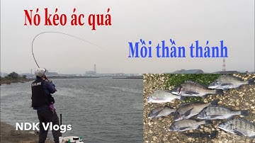 Thử câu tráp biển bằng phao dài sẽ NTN - với mồi câu chuyên dụng đã lên hàng ngay nốt nhạc đầu tiên.