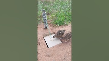 Unique DIY Quail Trap Using Paper #shorts