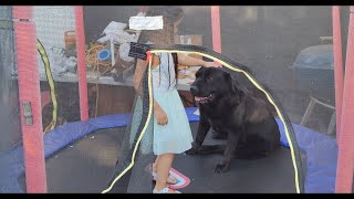 Dog makes Friend with Kid on Trampoline, Trampoline Buddies by DammitWrongName 154 views 3 years ago 4 minutes, 9 seconds