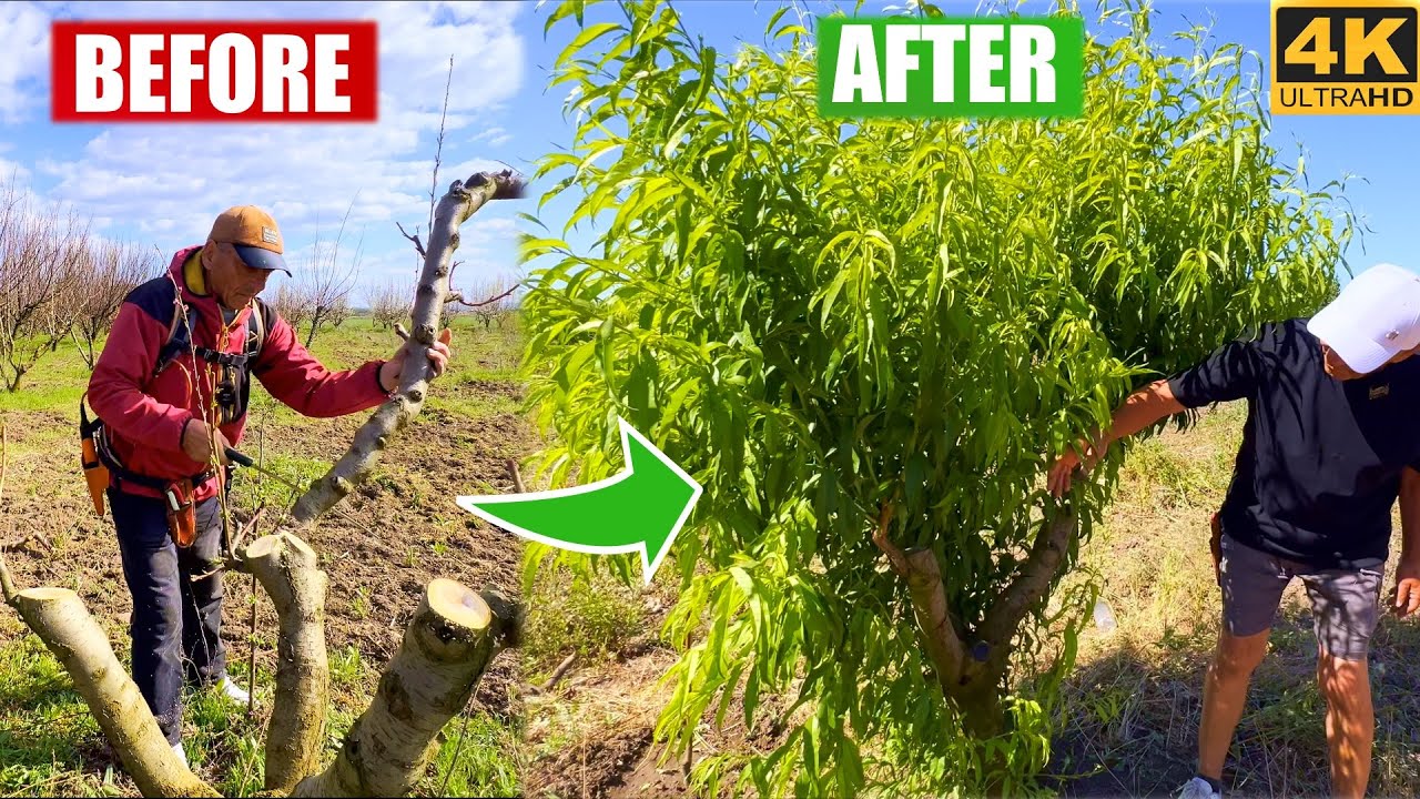 ✂️🌿Jak ścinamy brzoskwiniową zieleń po cięciu regeneracyjnym!🌿