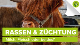 Rinderrassen \& Züchtung – Milch, Fleisch oder beides?