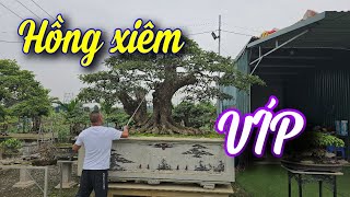 SH.8799. Giới thiệu HỒNG XIÊM BONSAI ĐẸP giao lưu. Đth liên hệ 038.928.1677.