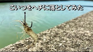 やっぱり食ってきた！ハッキリしたアタリが面白くハマる万能エサ