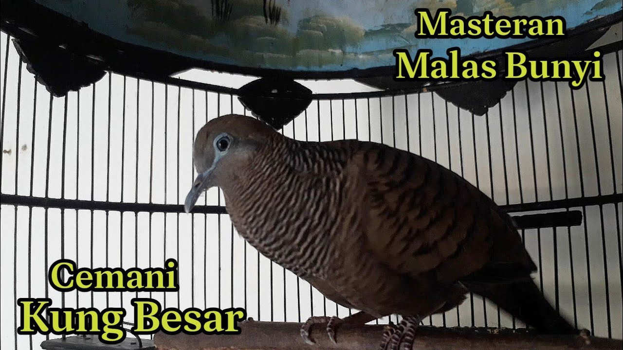 perkutut cemani gacor suara besar ngalun cocok buat pancingan, masteran