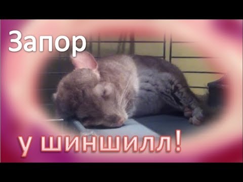 ЗАПОР у ШИНШИЛЛ! Что делать? Как его лечить?