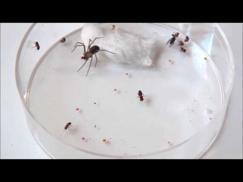 Video: Brown Recluse Bissvergiftung Bei Hunden - Behandlungen Zur Behandlung Von Bissvergiftungen Bei Brown Recluse