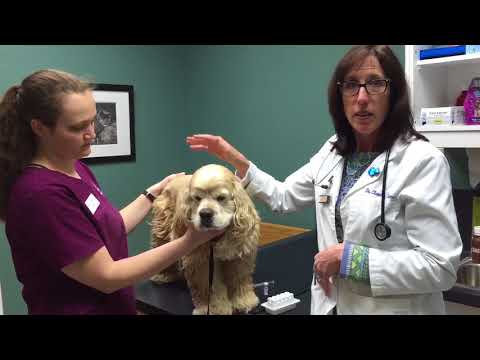dog-allergies-and-cytopoint-as-a-treatment