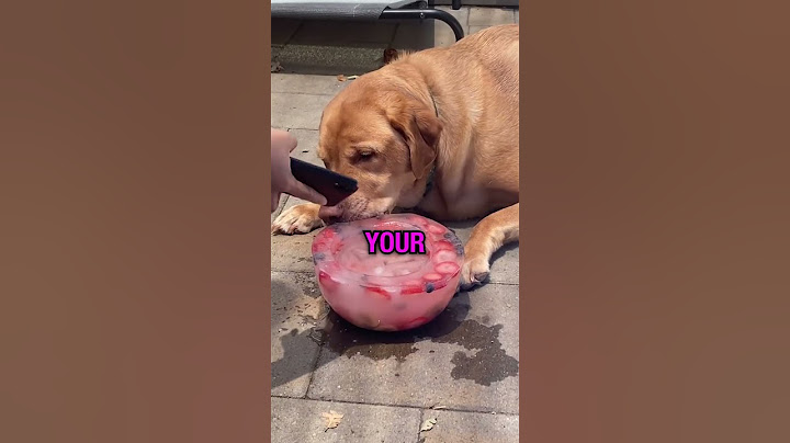 A Fruit Bowl For Dogs? 🍓