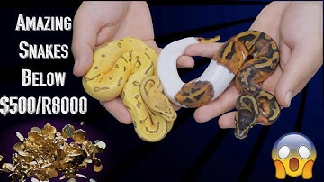 The Best AFFORDABLE Ball Python for YOU!!