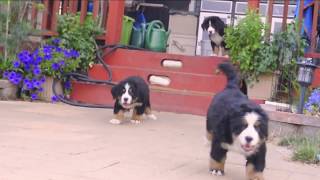 Chicago's Own Too Cute Bernese Mountain Puppies (8 weeks old)