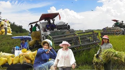 máy cắt 105 độ cắt lúa năm bốn 5 một công 300K công 10 bao giá lúa bán 5300₫K tập # maibangtv 