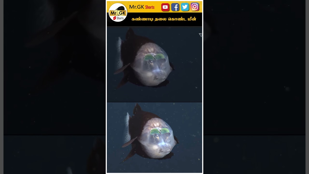😱Transparent Head Fish 🐠 | Mr.GK 