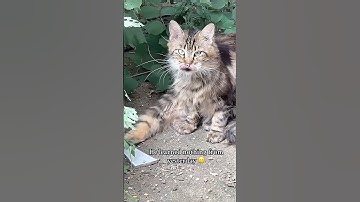 The cat’s reaction to the bug is so funny🐱😂😂#cat #funnycat #funny #catvideos #pets #funnyvideos