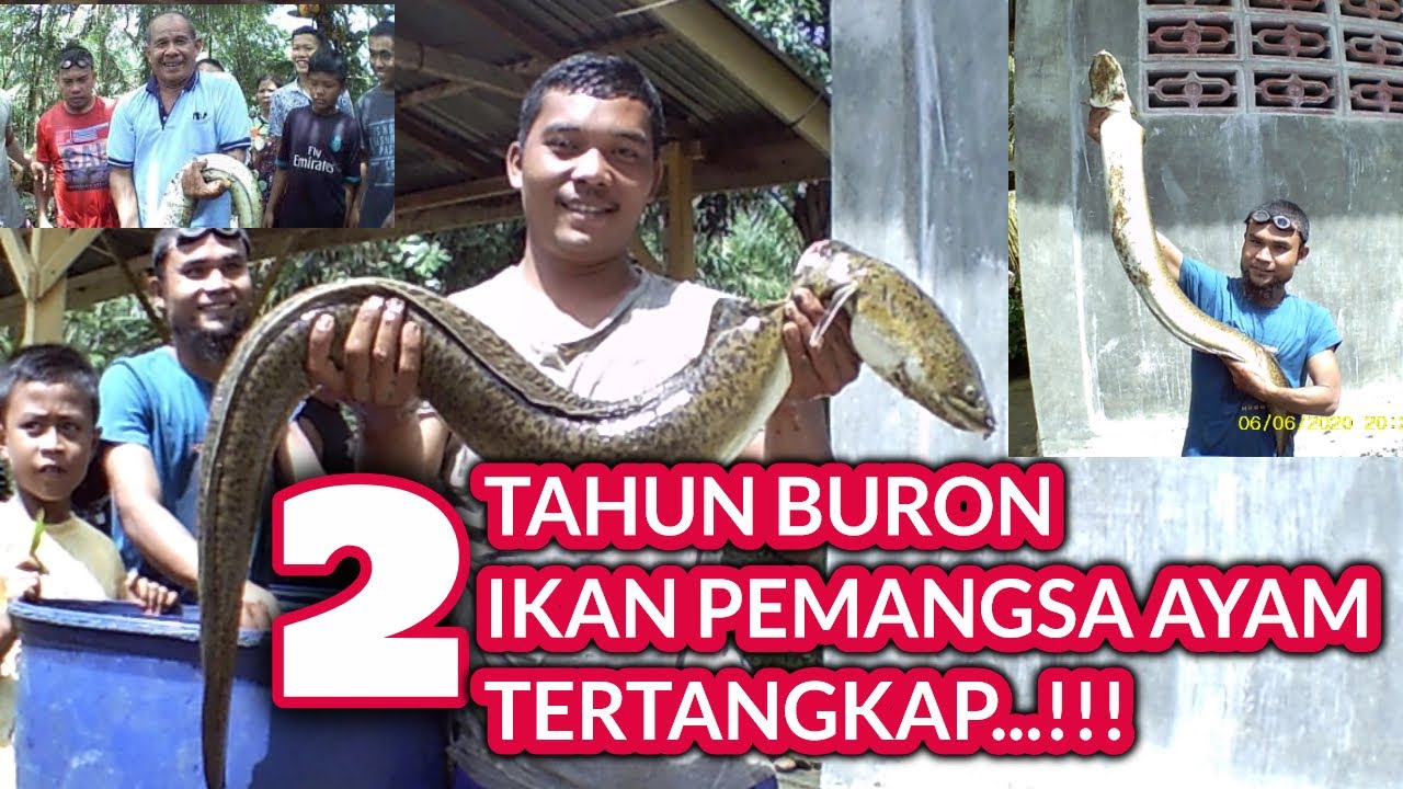 PUAS !!! IKAN SIDAT / IKAN PANJANG PEMANGSA AYAM TERTANGKAP - BUKA IKAN