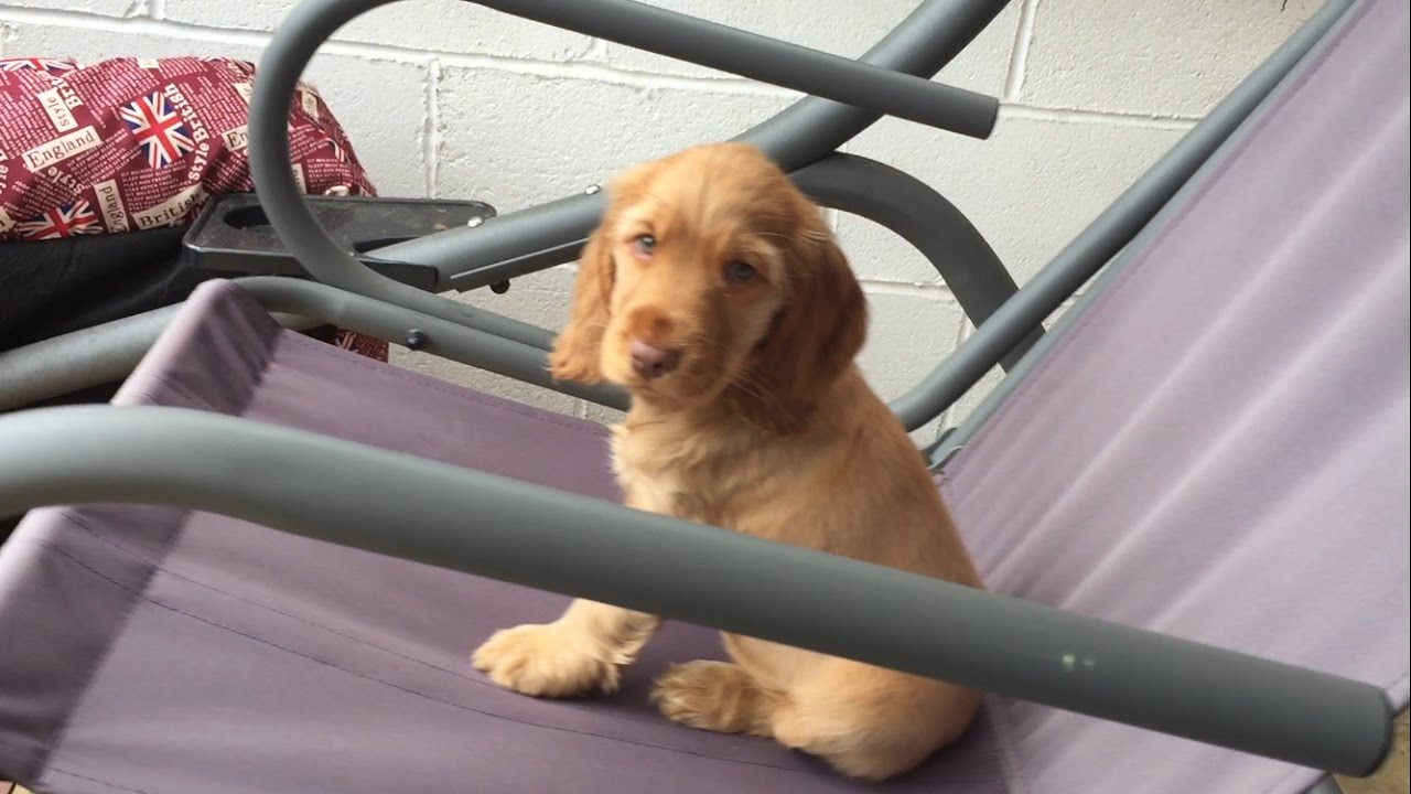 cocker spaniel 4 months old