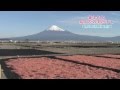 富士山と桜えびの天日干し