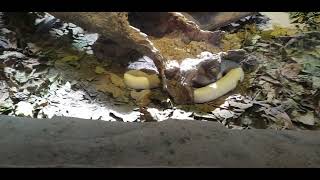 20201120 Phu Quoc travel to CV Safari p4