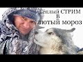 Тёплый стрим в лютый мороз