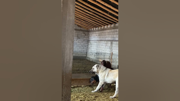 Rotwiller vs Anadolu çoban köpeği