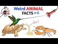 Weird Animal Facts You Never Knew - Part 6