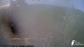 J E20260611 054130EagletCalls 054545PaysAtentionToRight 054940BirdVisitsTopNotHeavy