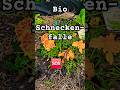 #organic #garten #gardening #Bio #snail #Garten #freude #gutenmorgen #pdm #fallen #trap #now #tipps