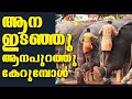 Elephant attack in Kerala latest 2020 #elephantattack2020 #elephantattackkerala2020 #elephantattack