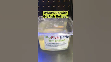 ¿Los GloFish pueden comer copos de betta?