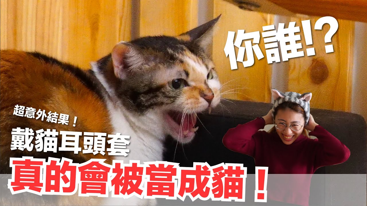 超意外 戴貓耳頭套真的會被當成貓 好味貓日常 Ep61 Youtube