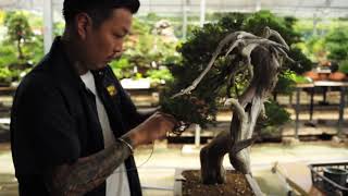 盆栽は究極のヴィンテージだ！