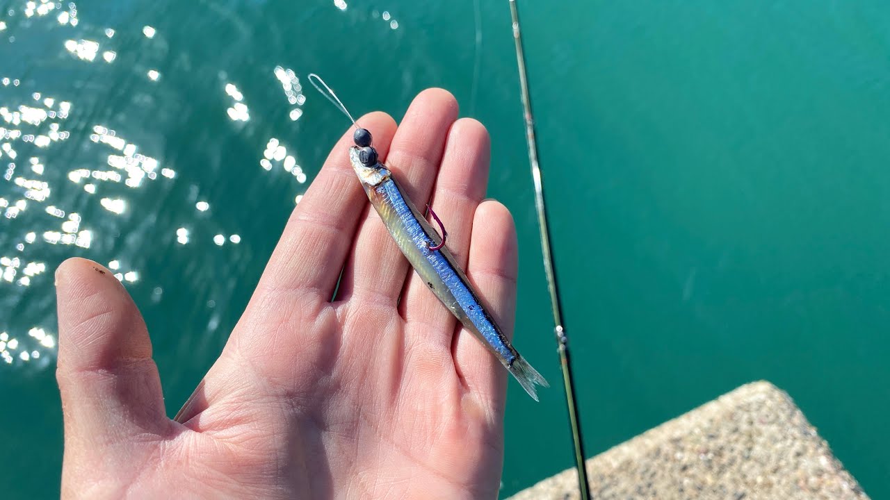 真昼間にキビナゴ持って漁港行ったらまさかの魚が入れ食いでした