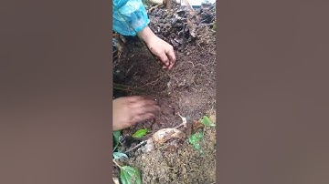 Dân bản gặp trúng sâm rừng  #sâm_ngọc_linh_rừng #sâm_ngọc_linh_rừng #sâm_ngọc_linh #sâm_ngọc_linh