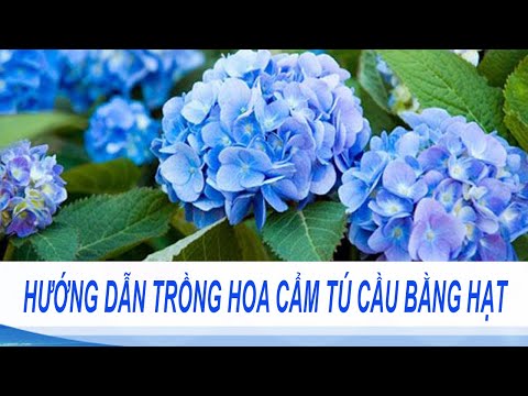 Video: Hoa Cẩm Tú Cầu Từ Hạt (19 ảnh): Hạt Giống Như Thế Nào Và Làm Thế Nào để Trồng Hoa Cẩm Tú Cầu Từ Chúng? Làm Thế Nào để Trồng Tại Nhà? Trồng Cây Con Tại Nhà