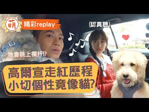 高爾宣自曝走紅歷程 小切個性竟像貓？【萌寵明星粗乃玩 X 精彩replay】 @haveapetday  ​