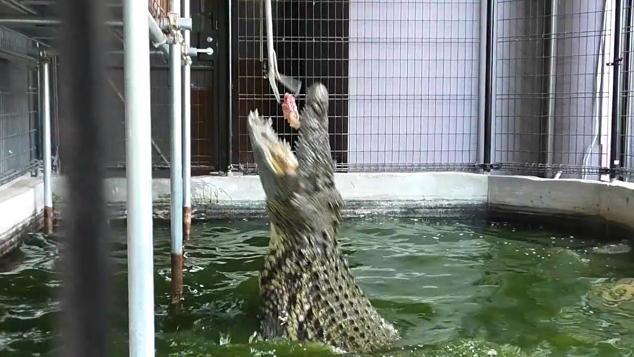 The moment when a huge 4m Nile crocodile jumps on the bait!